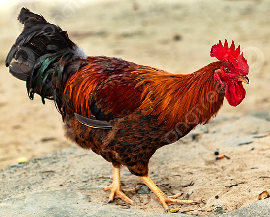 Local Chicken ( कुखुरा )